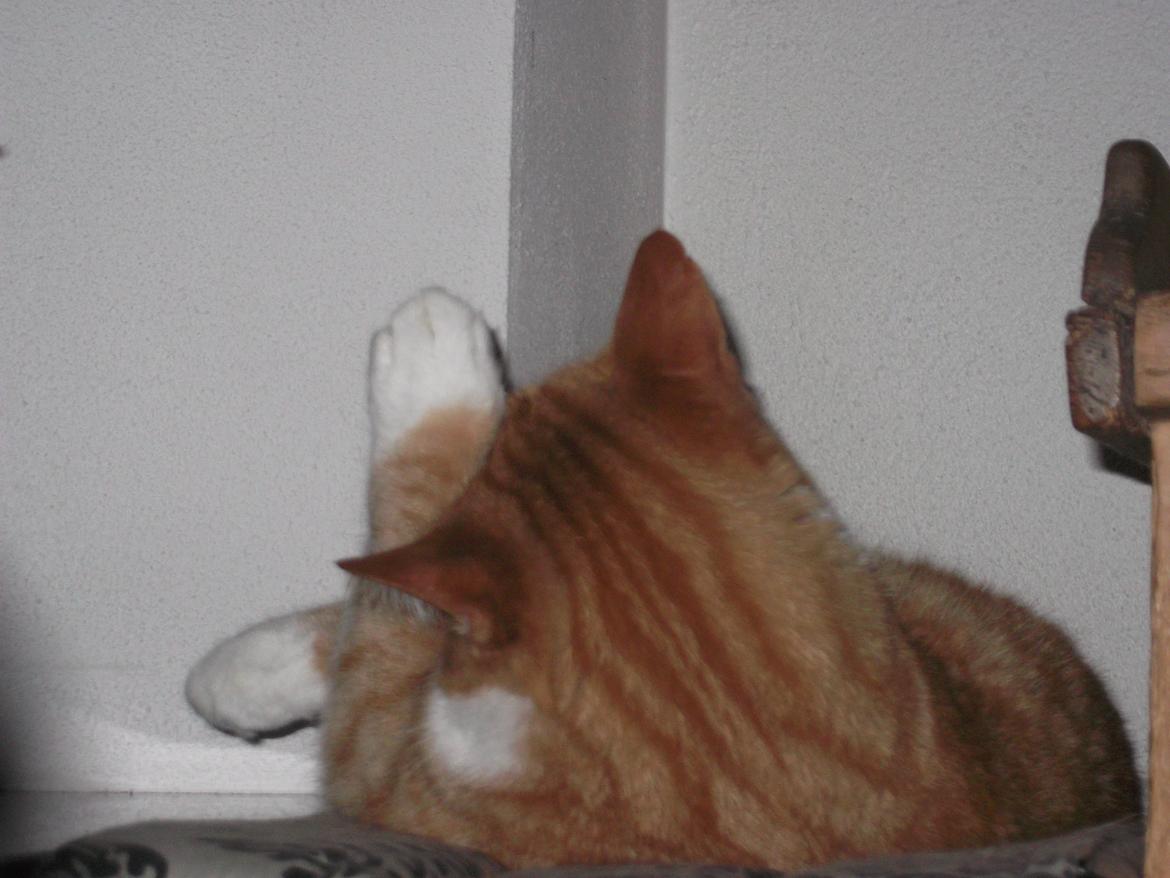 Huskat Pelle billede 12