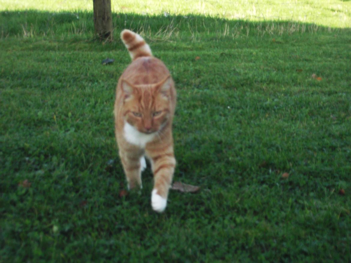 Huskat Pelle billede 13