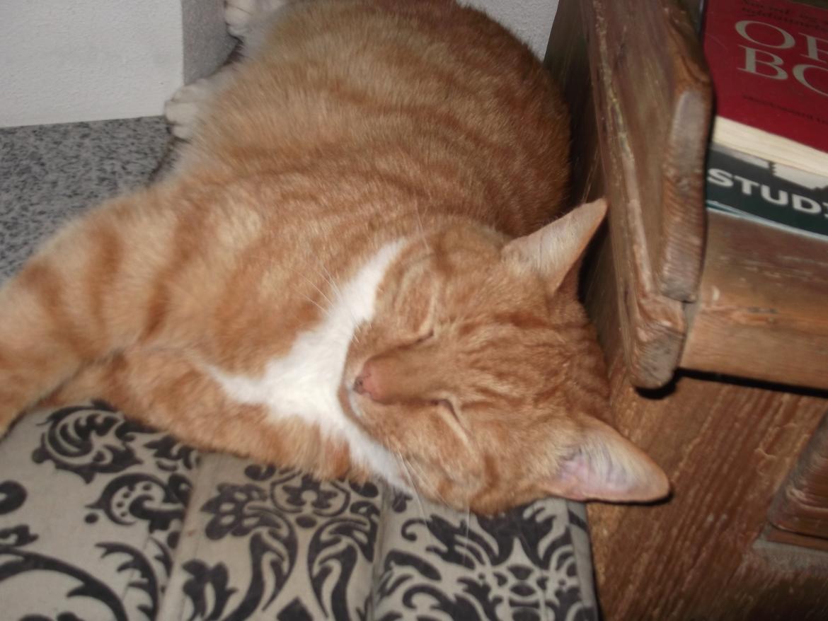 Huskat Pelle billede 14