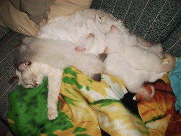 Hellig Birma Pimasano's Coco billede 14