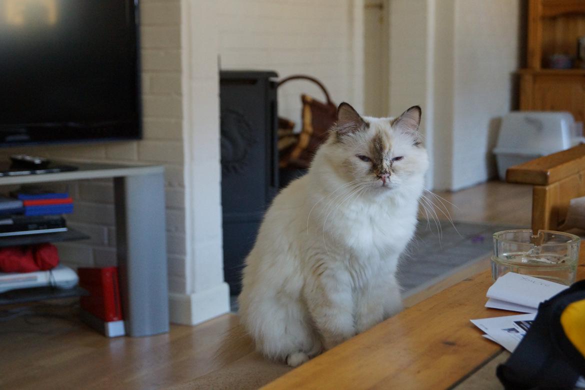 Hellig Birma Pimasano's Coco billede 8