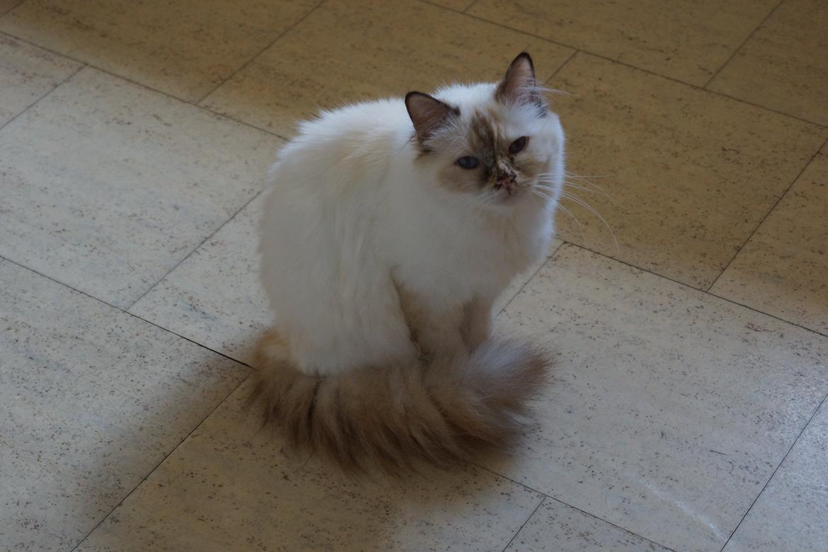 Hellig Birma Pimasano's Coco billede 10