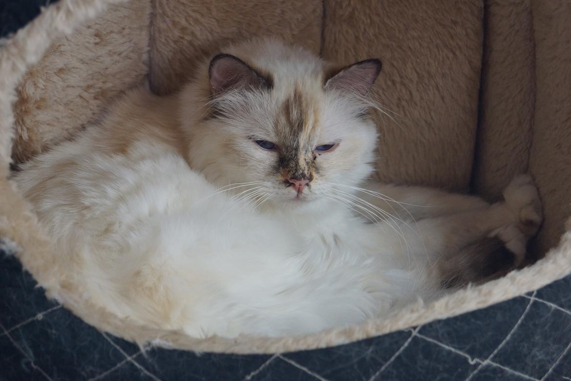 Hellig Birma Pimasano's Coco billede 11