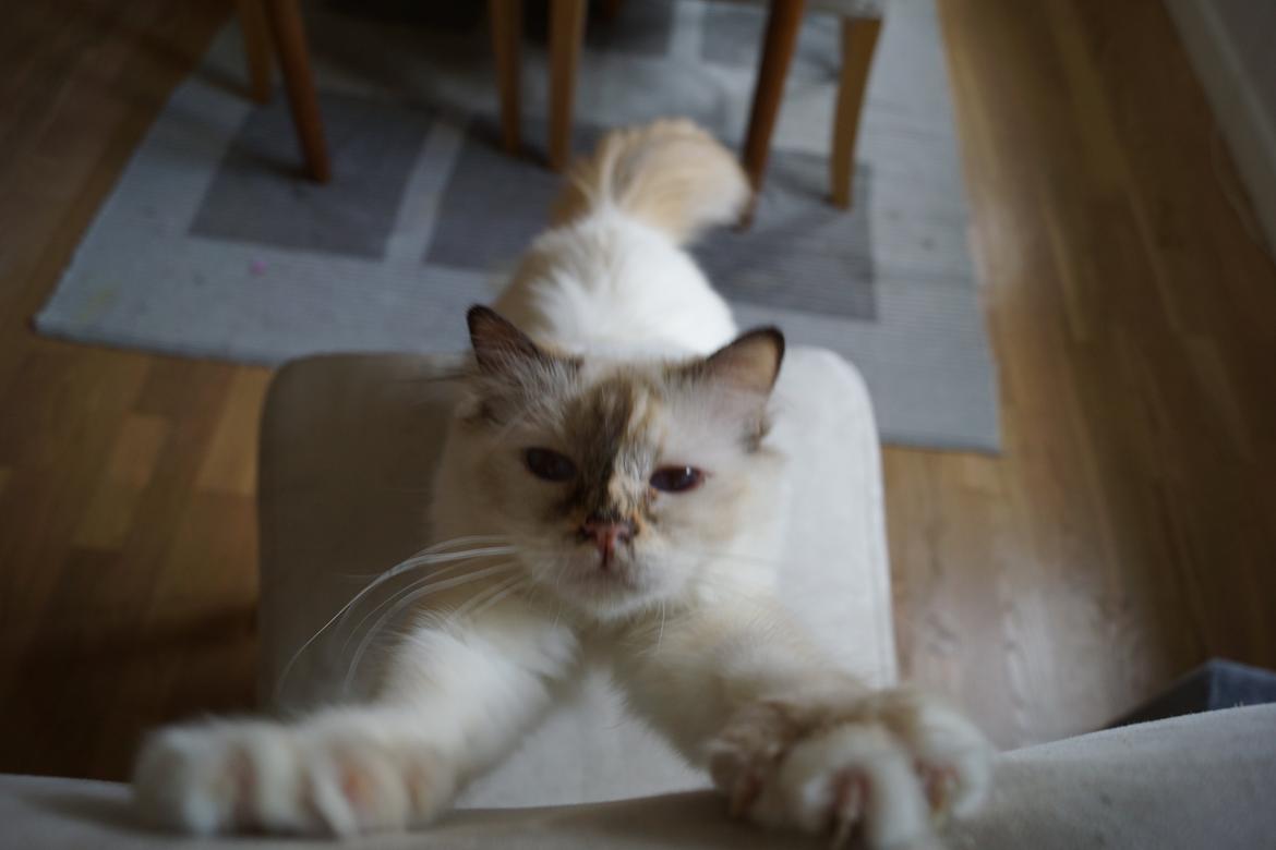 Hellig Birma Pimasano's Coco billede 7