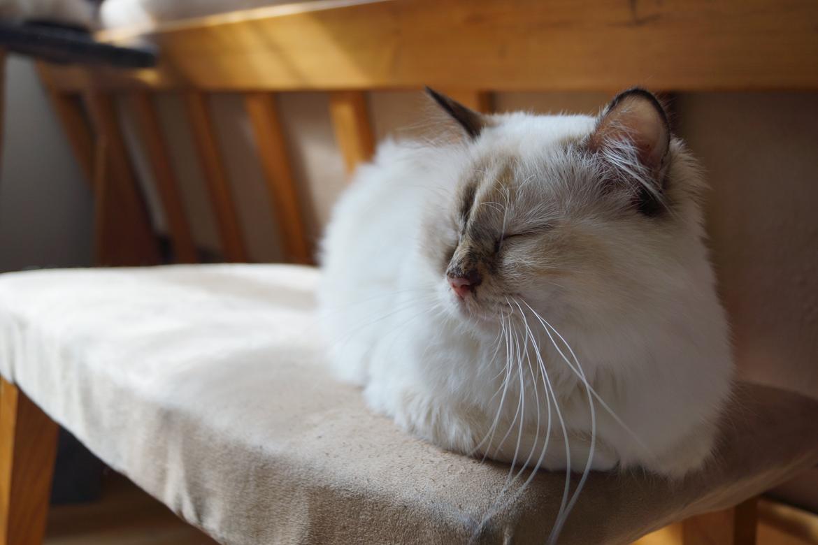 Hellig Birma Pimasano's Coco billede 1