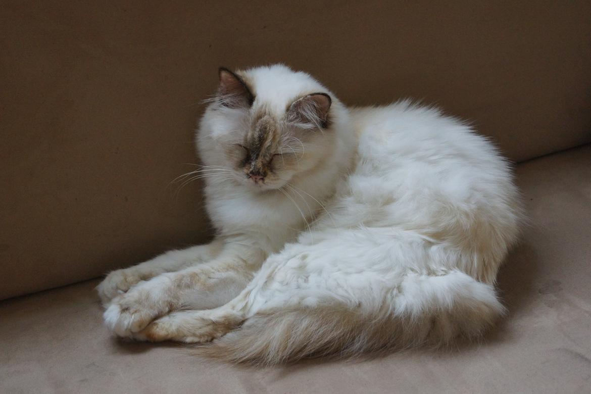 Hellig Birma Pimasano's Coco billede 12