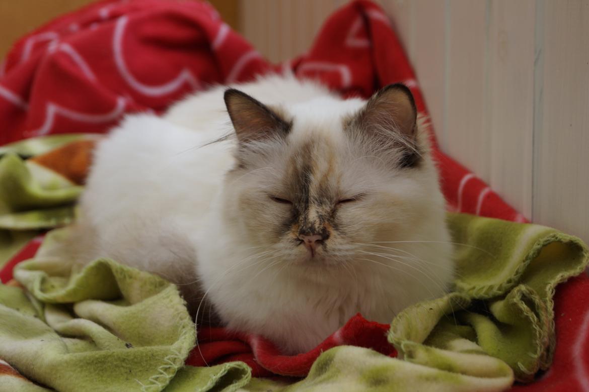 Hellig Birma Pimasano's Coco billede 13