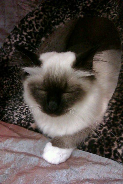 Hellig Birma Pifuni´s Emily billede 20