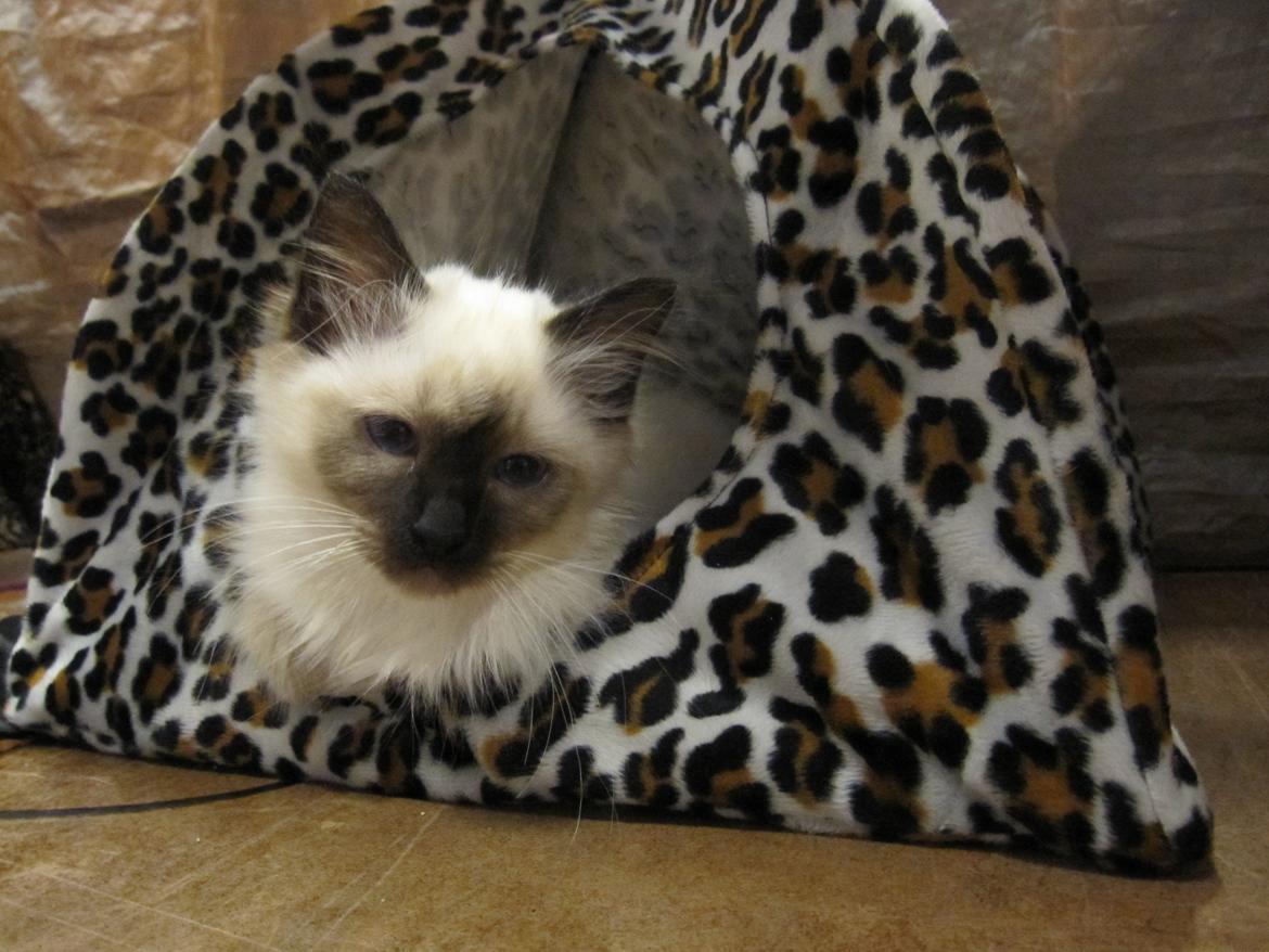 Hellig Birma Pifuni´s Emily billede 21