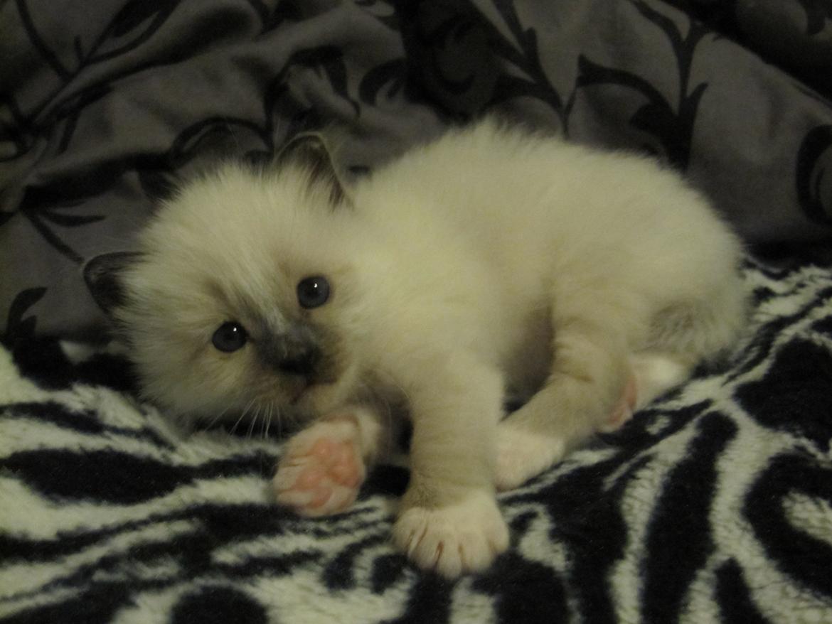 Hellig Birma Pifuni´s Emily billede 8