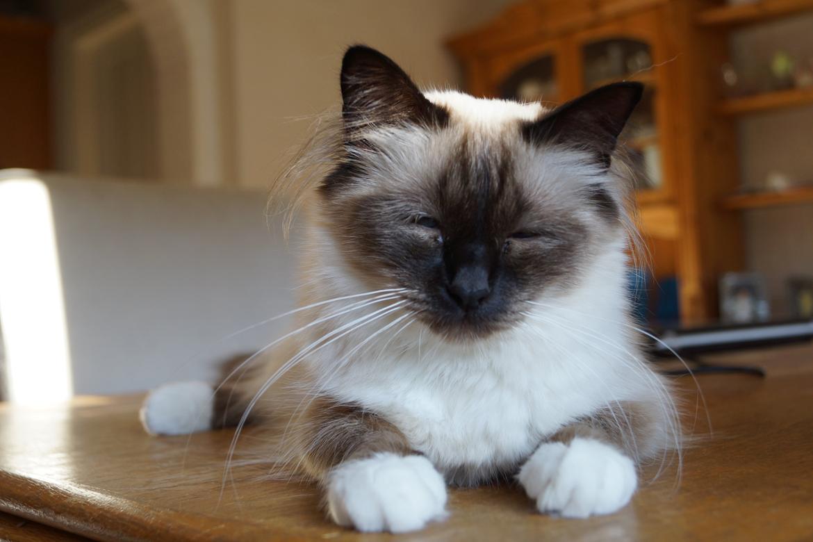 Hellig Birma Pifuni´s Emily billede 19