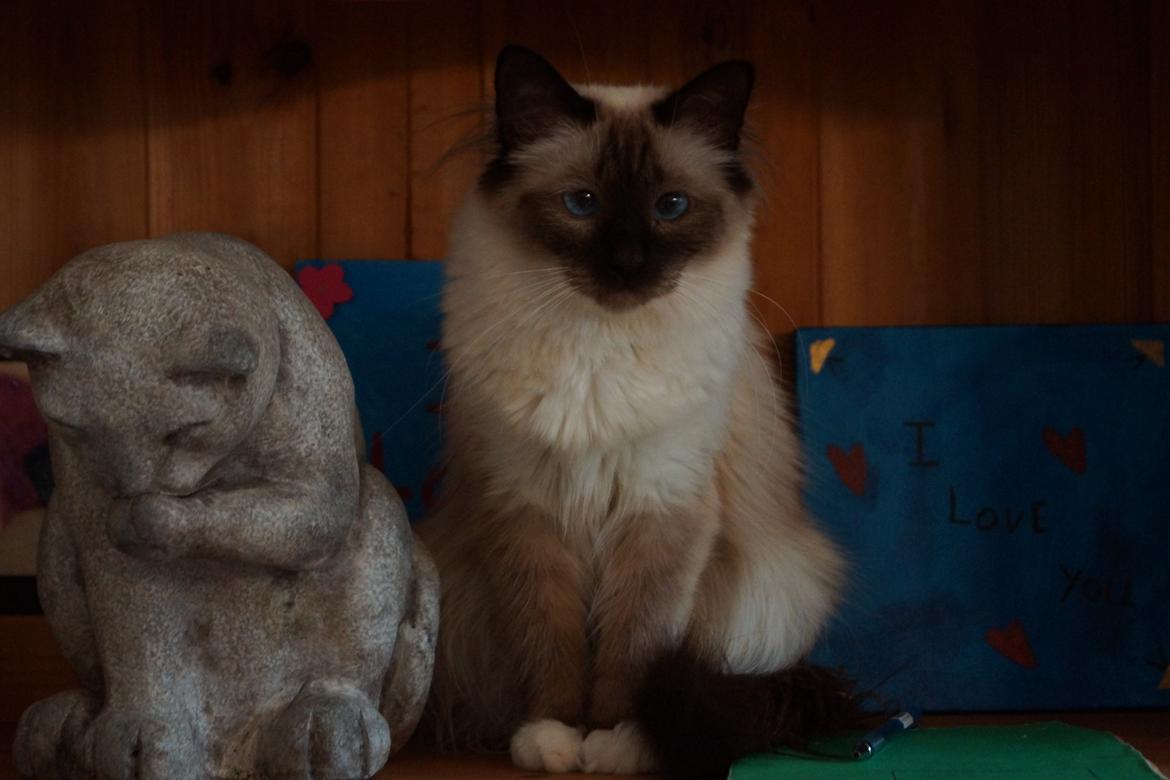 Hellig Birma Pifuni´s Emily billede 23