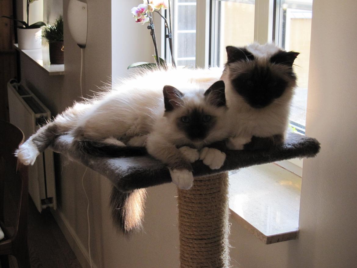 Hellig Birma Pifuni´s Emily billede 25