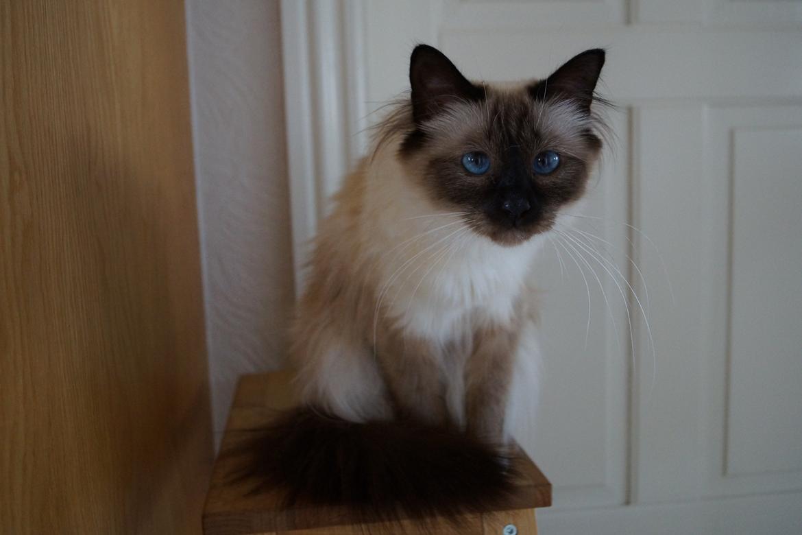 Hellig Birma Pifuni´s Emily billede 28