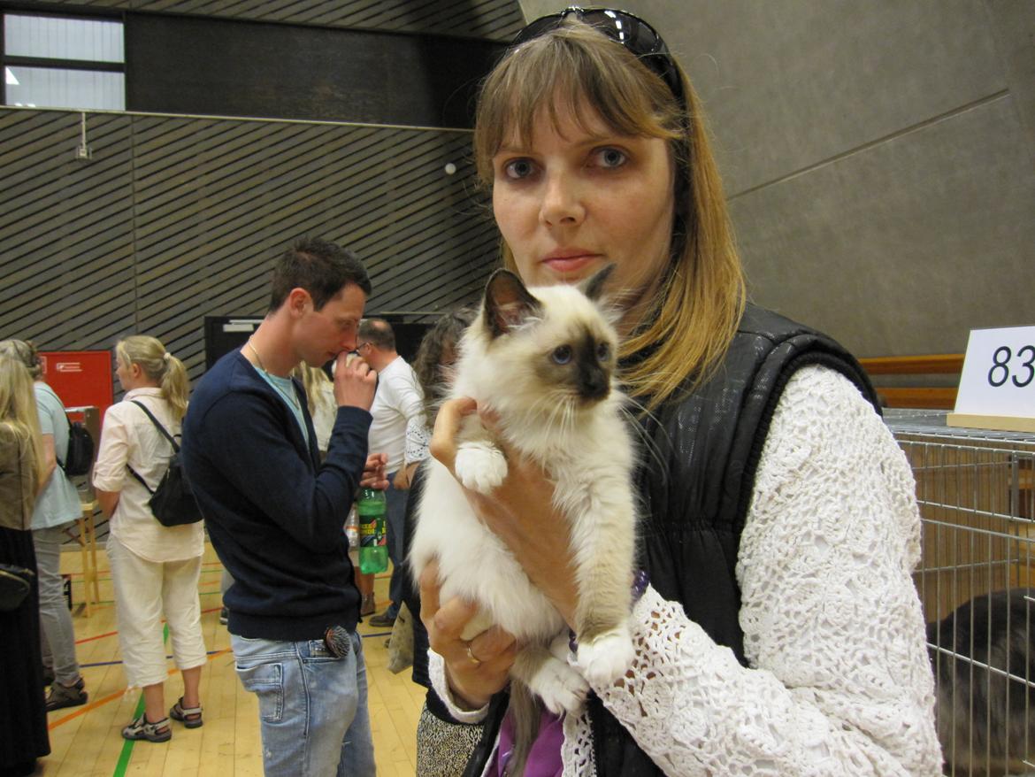 Hellig Birma Pifuni´s Emily billede 26