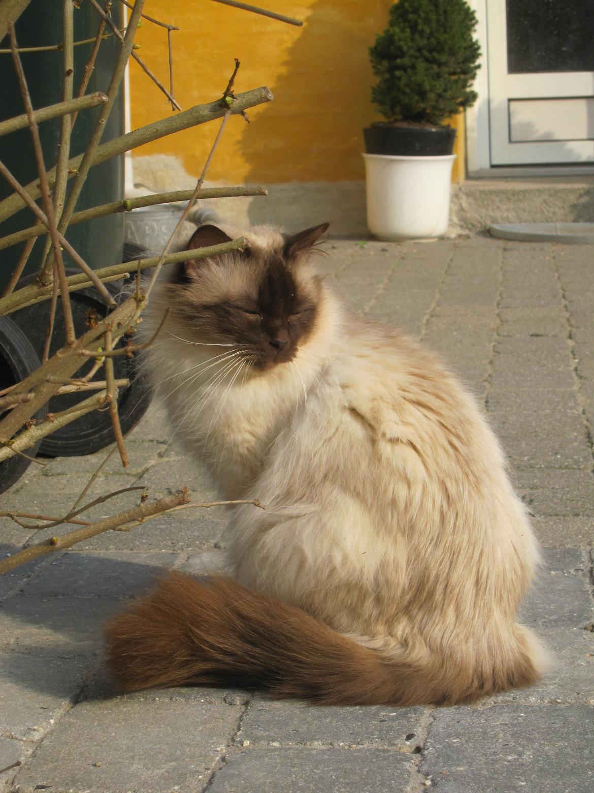 Hellig Birma Chiangmaus Gersimi billede 13