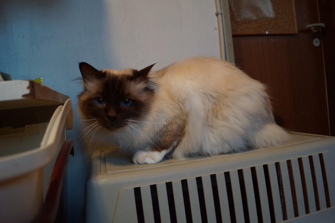 Hellig Birma Chiangmaus Gersimi billede 22