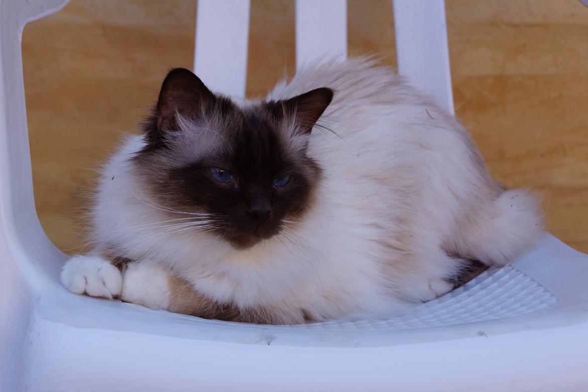 Hellig Birma Chiangmaus Gersimi billede 23