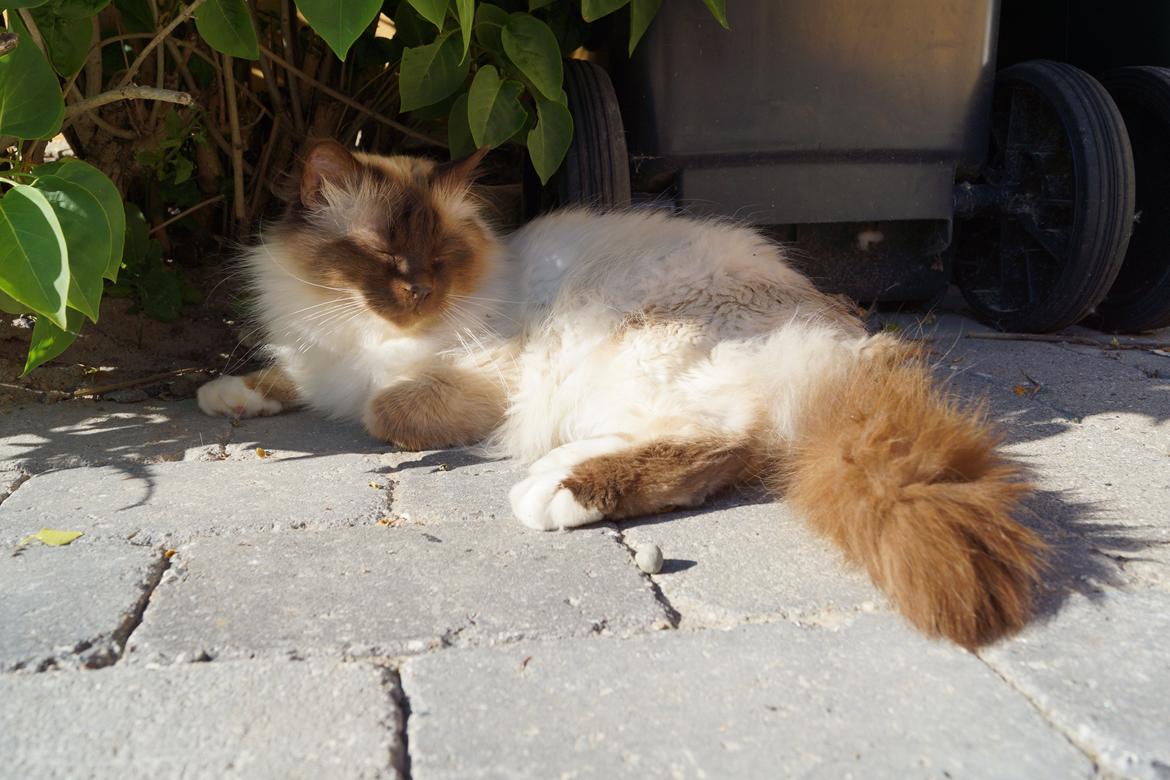 Hellig Birma Chiangmaus Gersimi billede 25