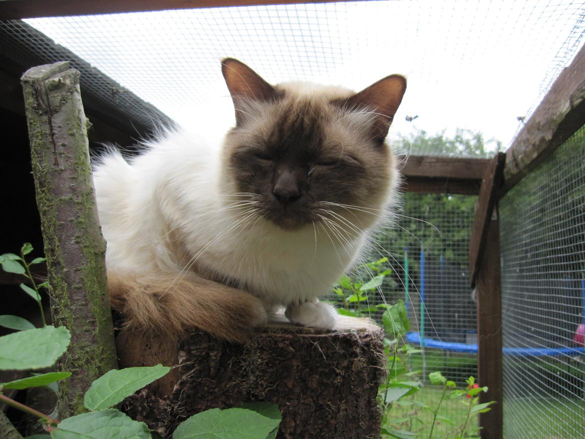 Hellig Birma Chiangmaus Gersimi billede 24