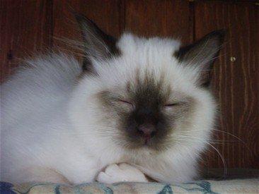 Hellig Birma Chiangmaus Gersimi billede 21