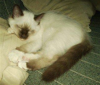 Hellig Birma Chiangmaus Gersimi billede 20