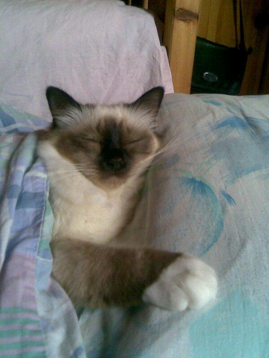 Hellig Birma Pifuni´s Brandy billede 13