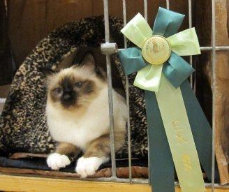 Hellig Birma Pifuni´s Brandy billede 15