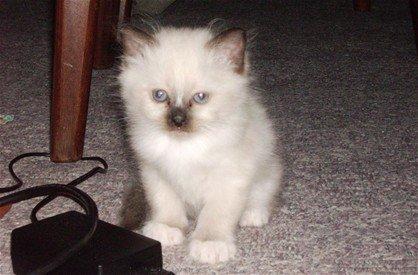 Hellig Birma Pifuni´s Brandy billede 17