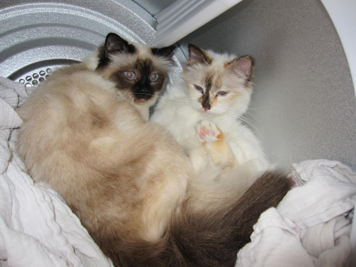 Hellig Birma Pifuni´s Brandy billede 18