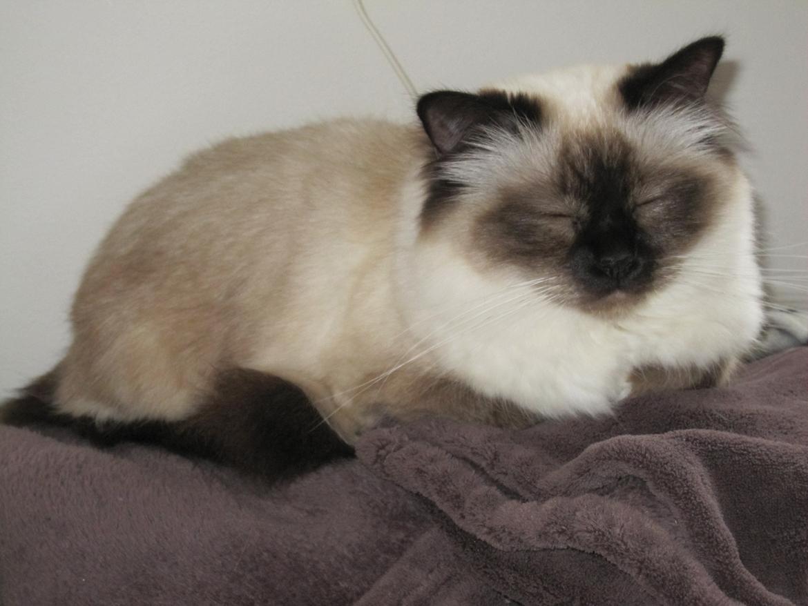 Hellig Birma Pifuni´s Brandy billede 22