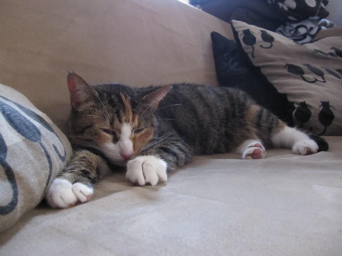 Huskat Sille billede 12