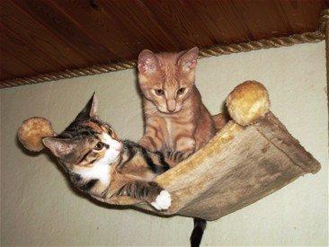 Huskat Sille billede 14