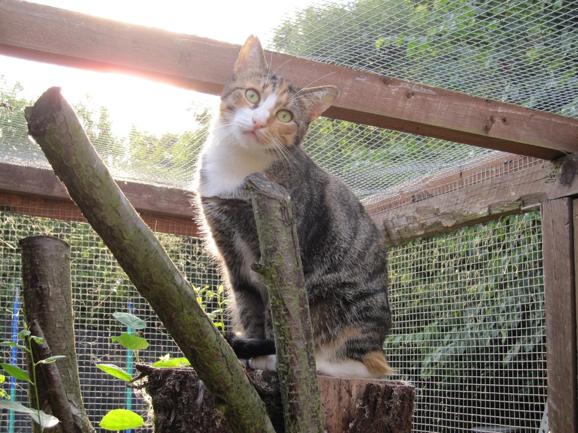 Huskat Sille billede 20