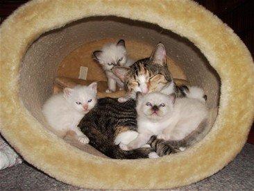 Huskat Sille billede 9