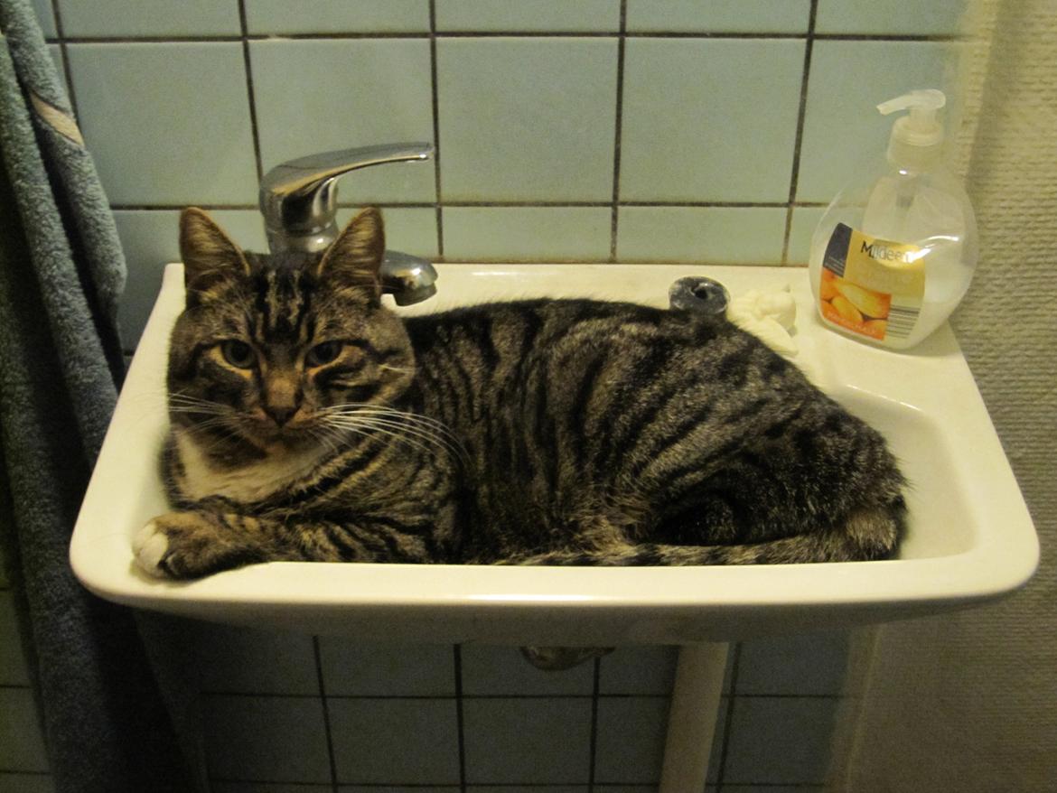 Huskat Vaks billede 5