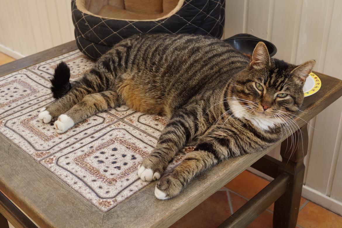 Huskat Vaks billede 8