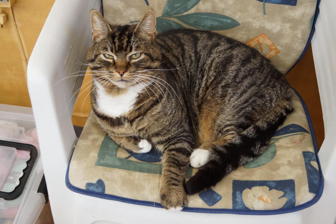 Huskat Vaks billede 14