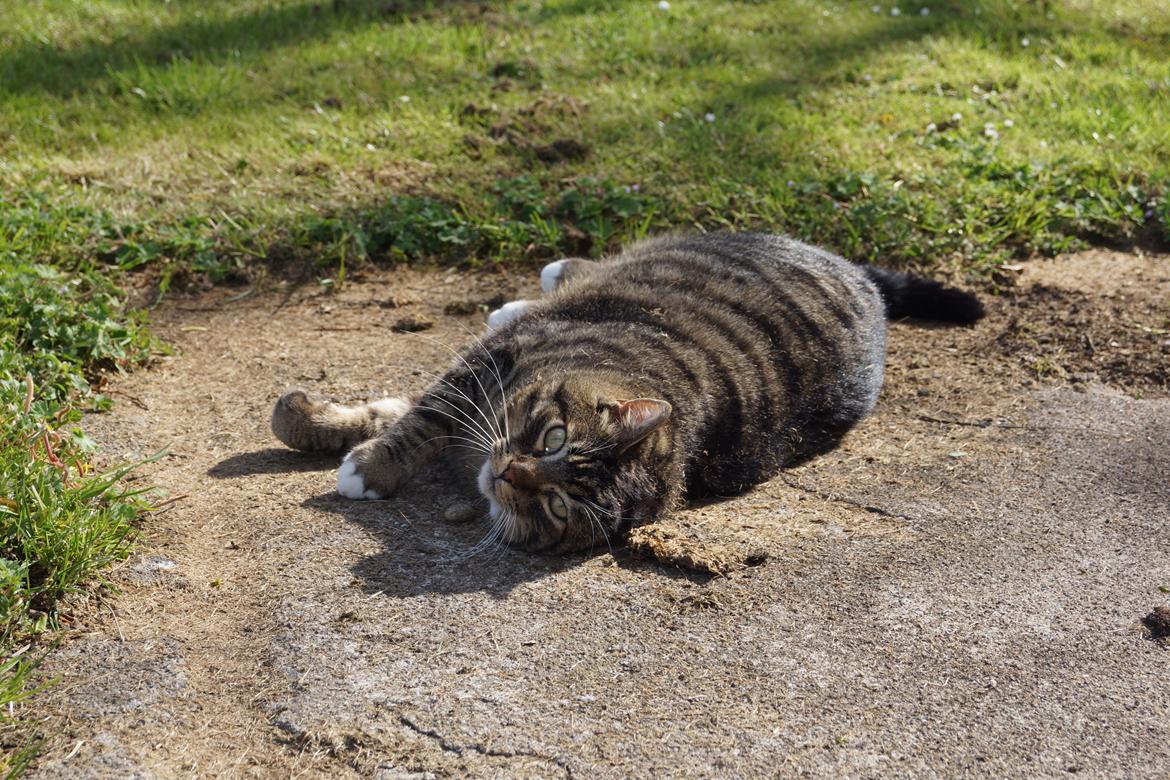 Huskat Vaks billede 7