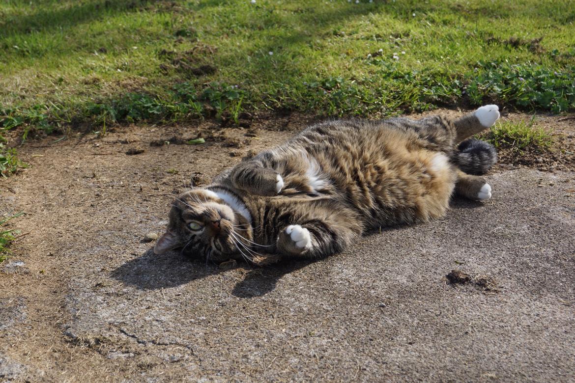 Huskat Vaks billede 9