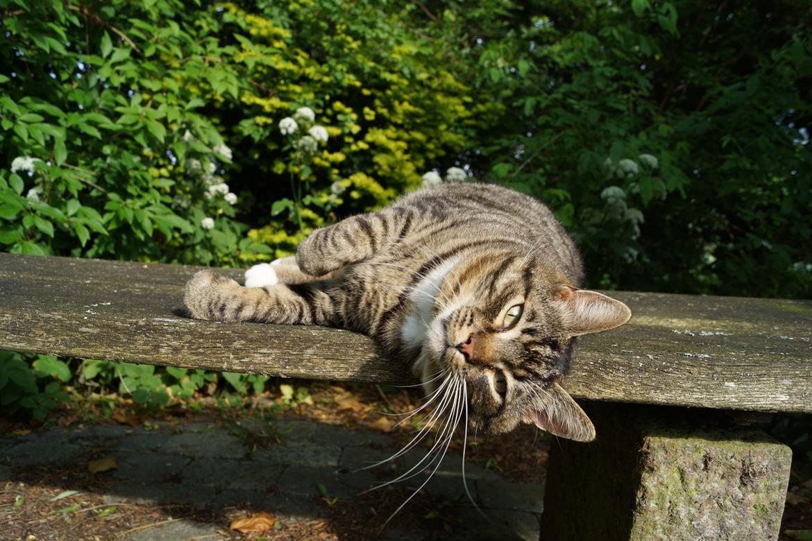 Huskat Vaks billede 12