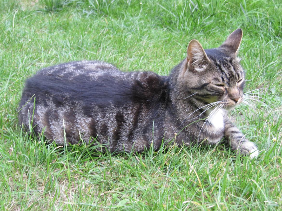 Huskat Vaks billede 13