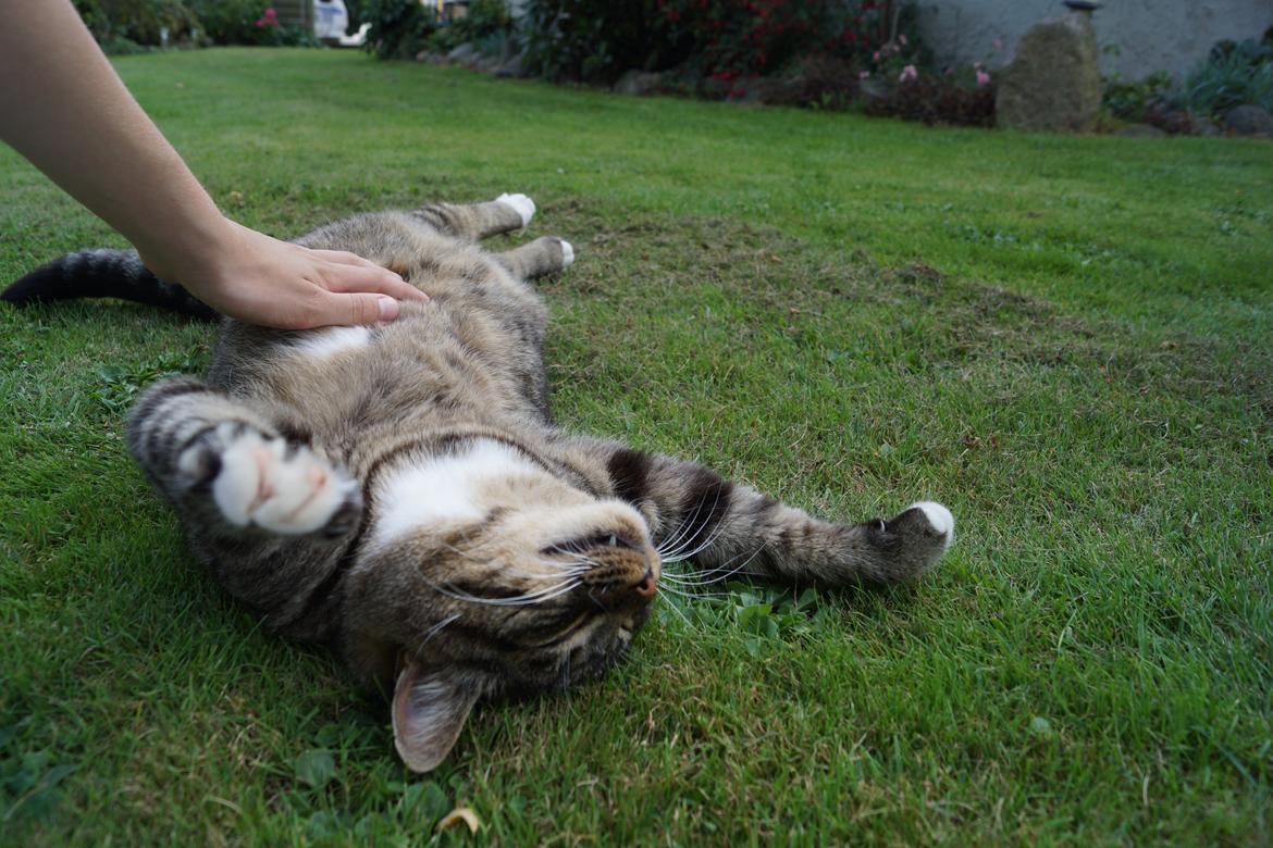 Huskat Vaks billede 6