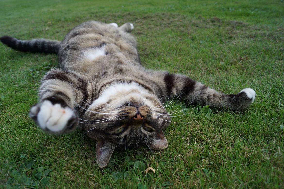 Huskat Vaks billede 11