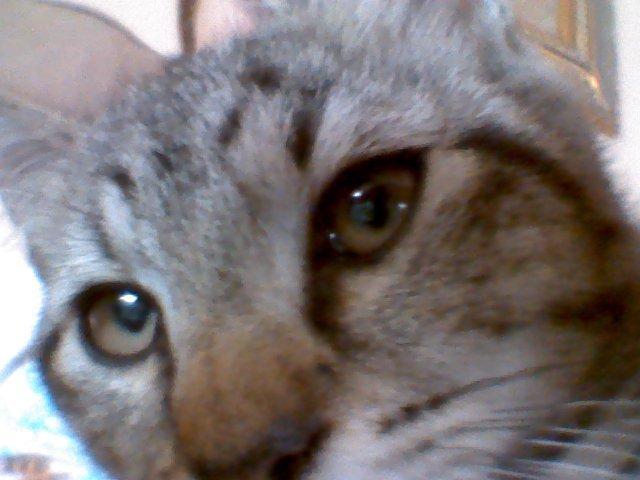 Huskat Tarzan billede 2