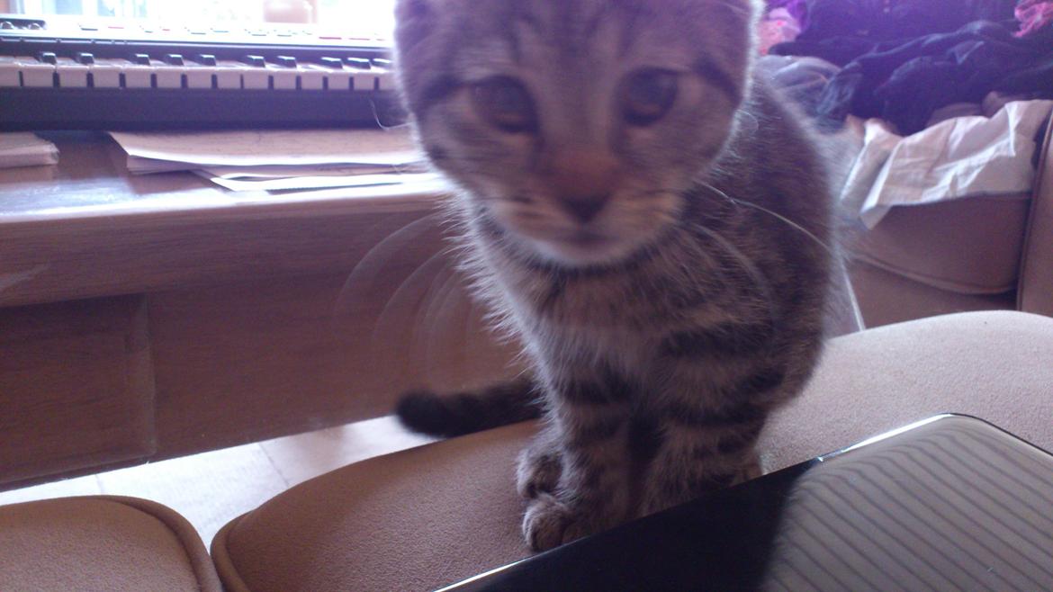 Huskat Tarzan billede 3