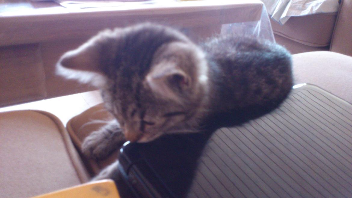 Huskat Tarzan billede 4