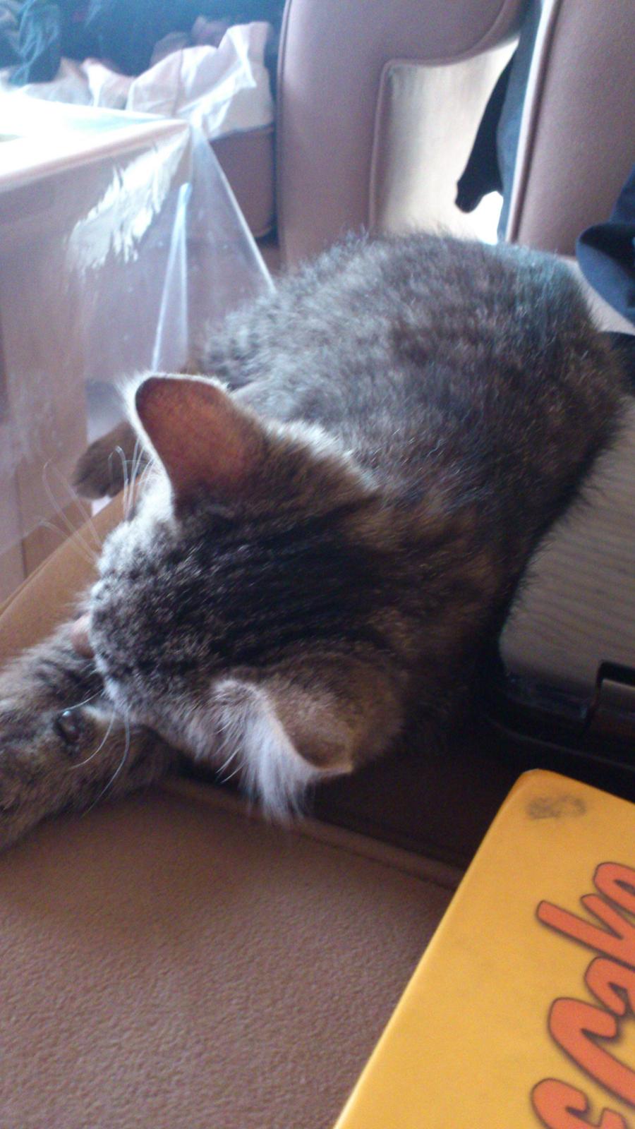 Huskat Tarzan billede 5