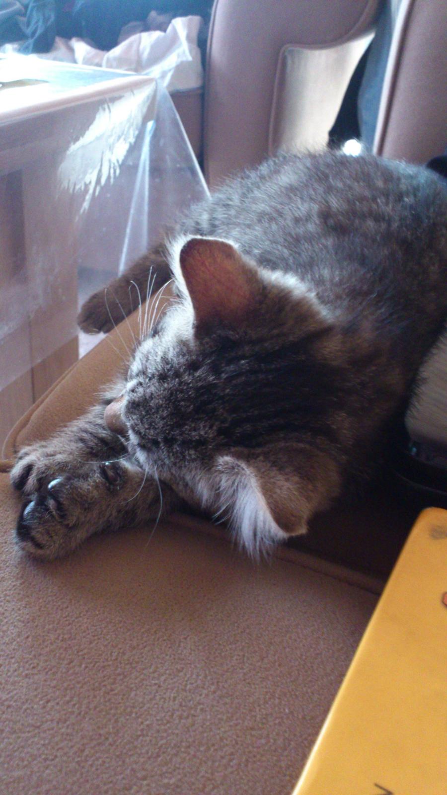 Huskat Tarzan billede 6