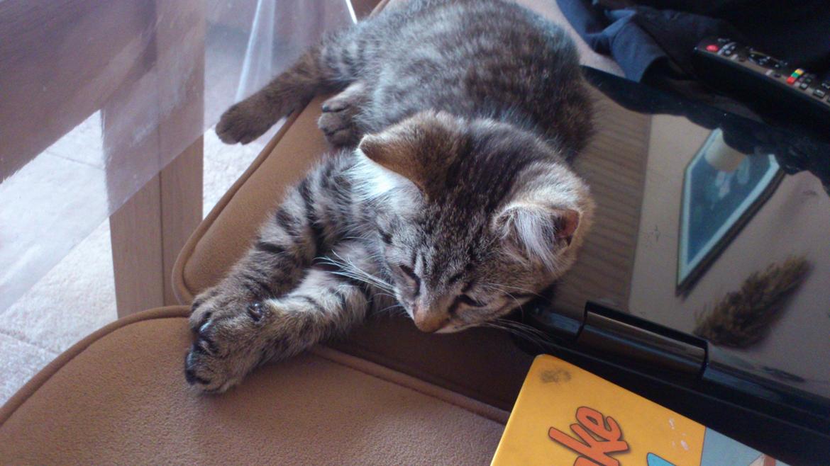 Huskat Tarzan billede 7